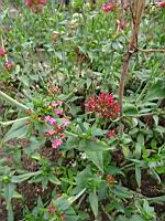 Valeriane rouge (Brancion, Jardin de l'eglise)(2)